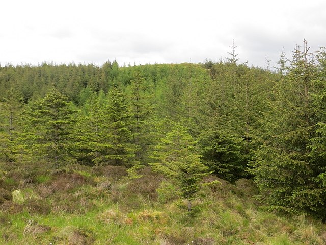 Forestry Plantation